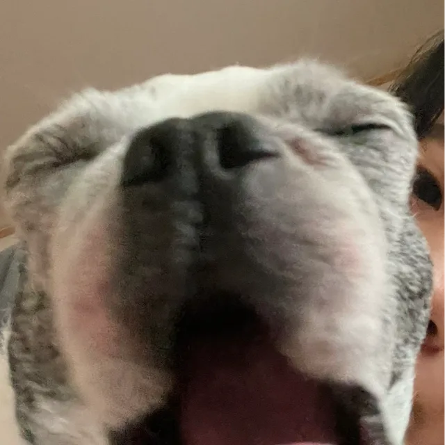 머리하고싶당