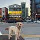 보리