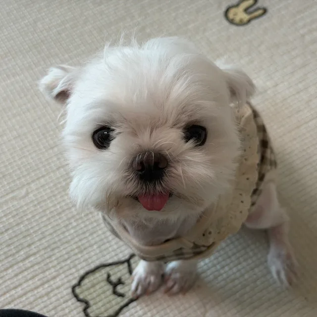 쭈콩