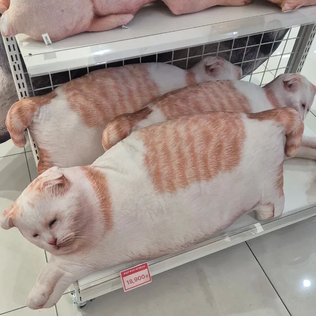 치즈리코타냥