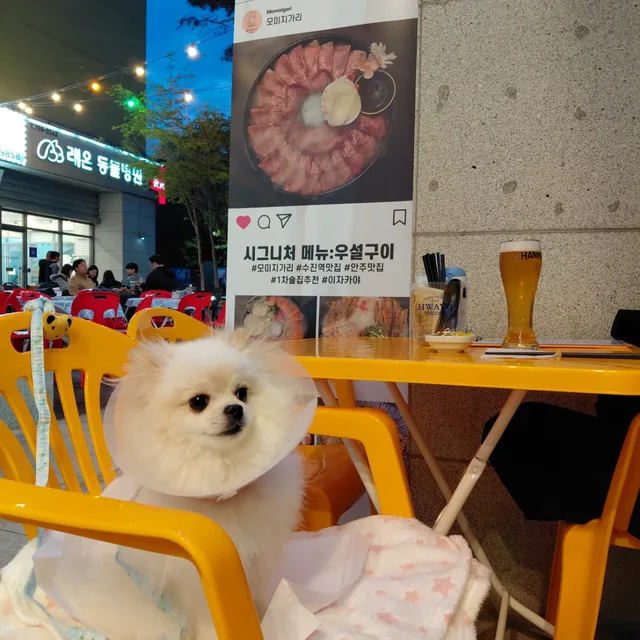 김코튼이