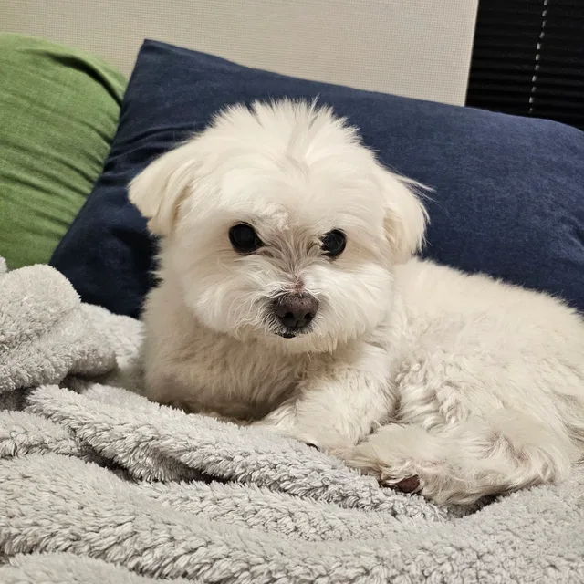 보리아빠