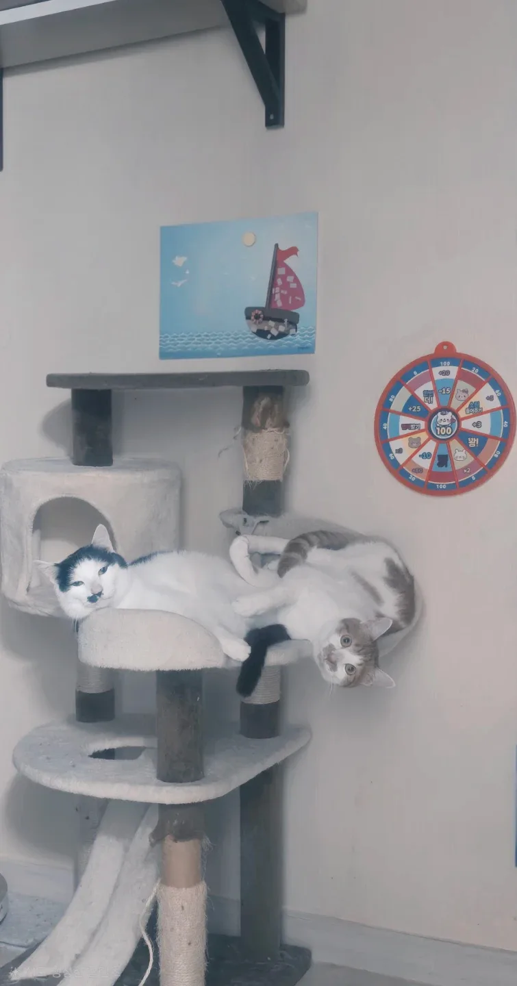 쑤은