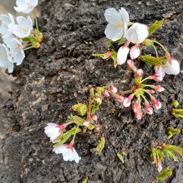 장마
