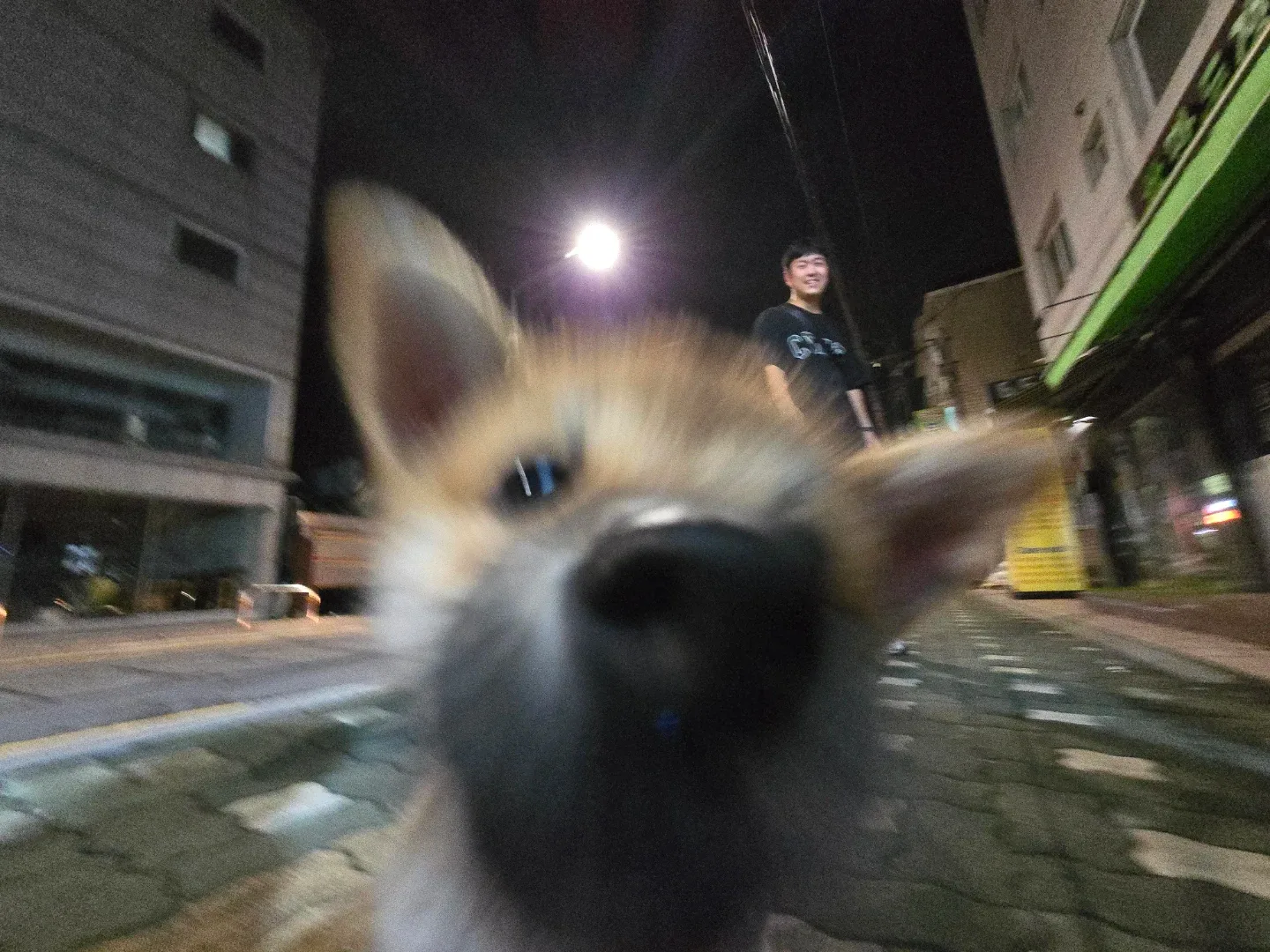 달리