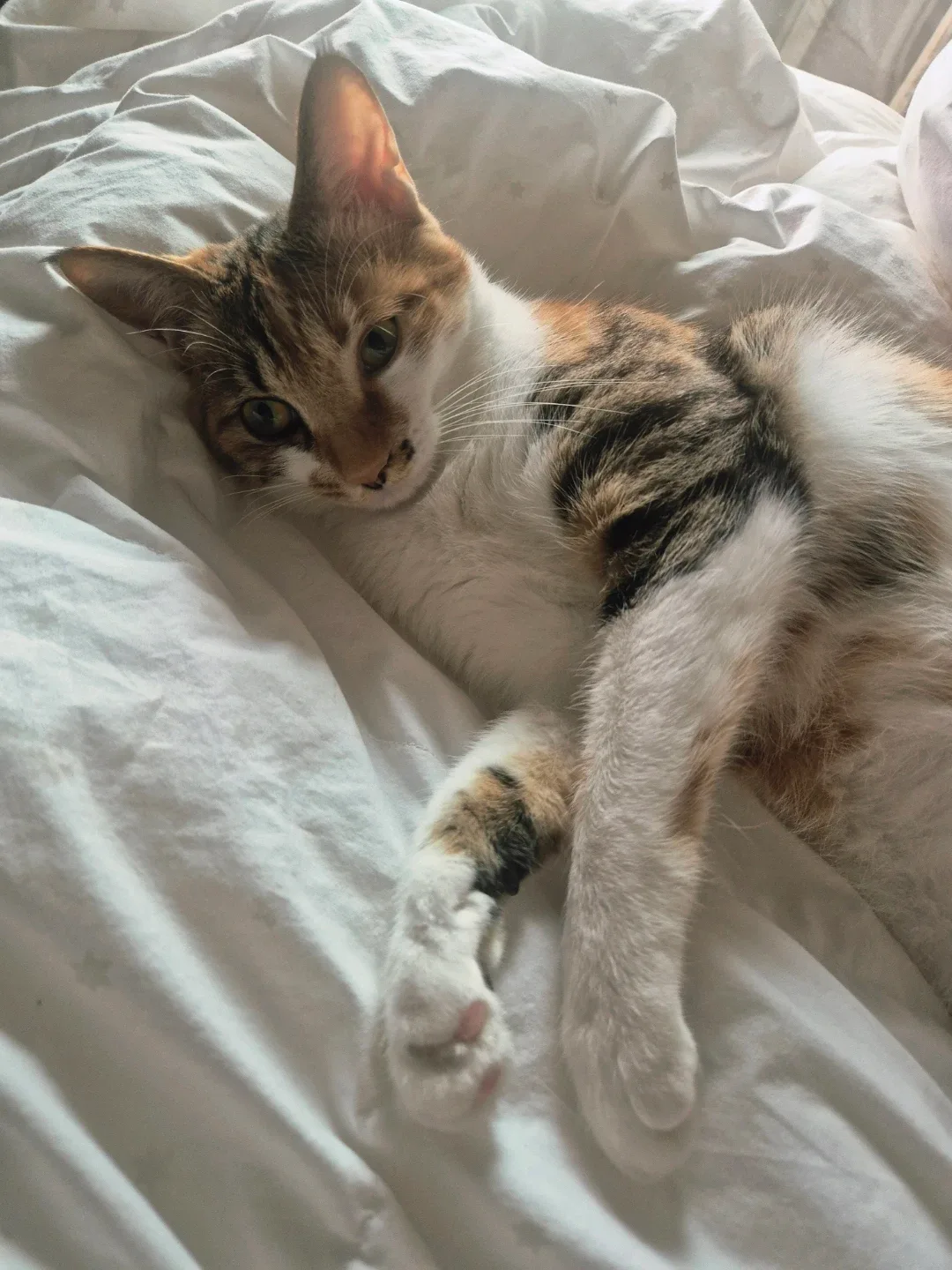 행복한고양이