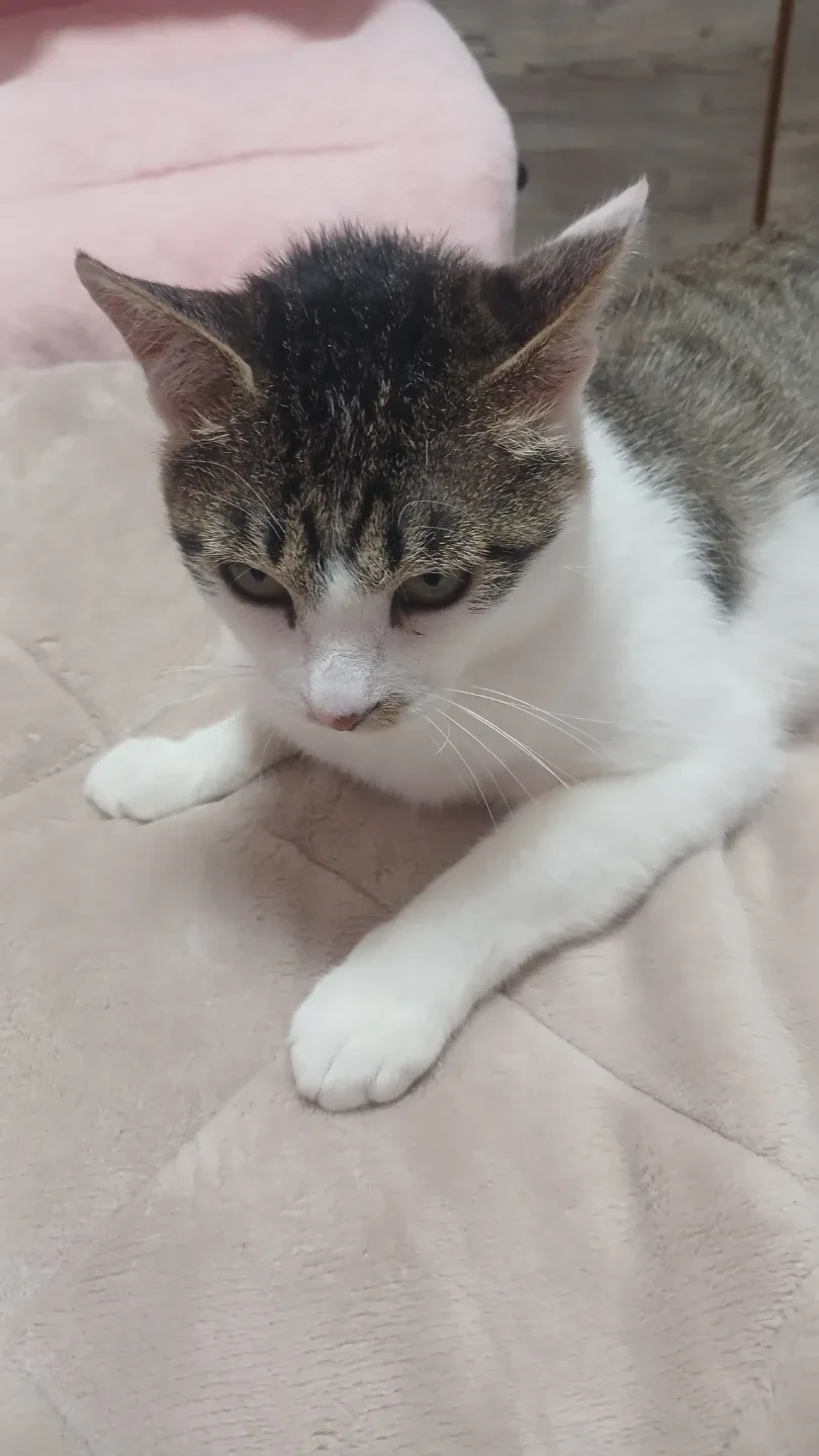 나비장미
