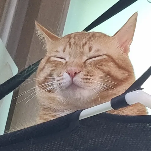 샛별잉잉