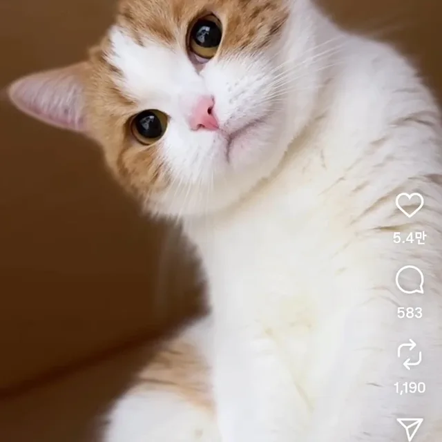 냥집사