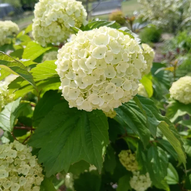 럭키나나
