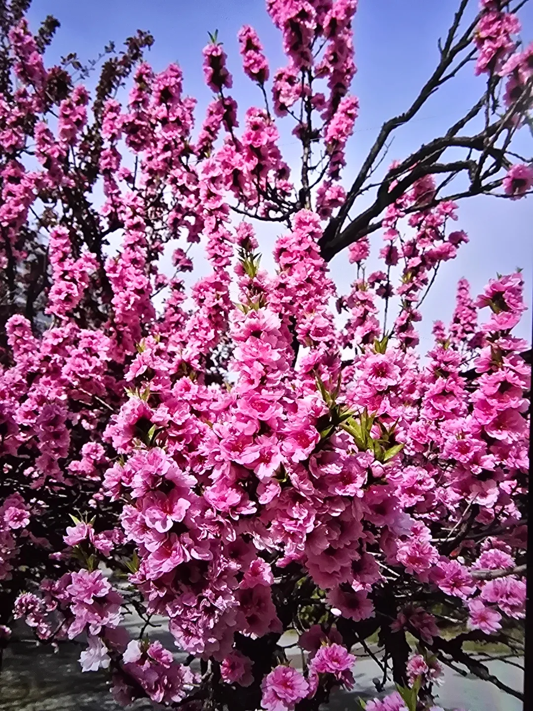 nguyen