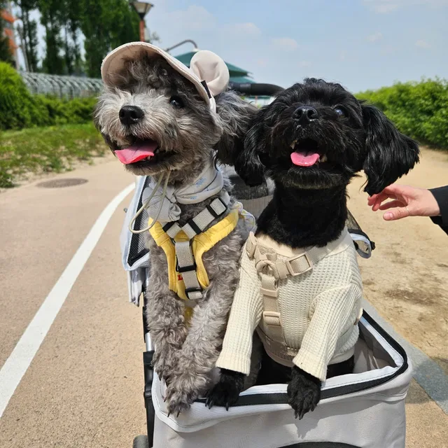 크휑