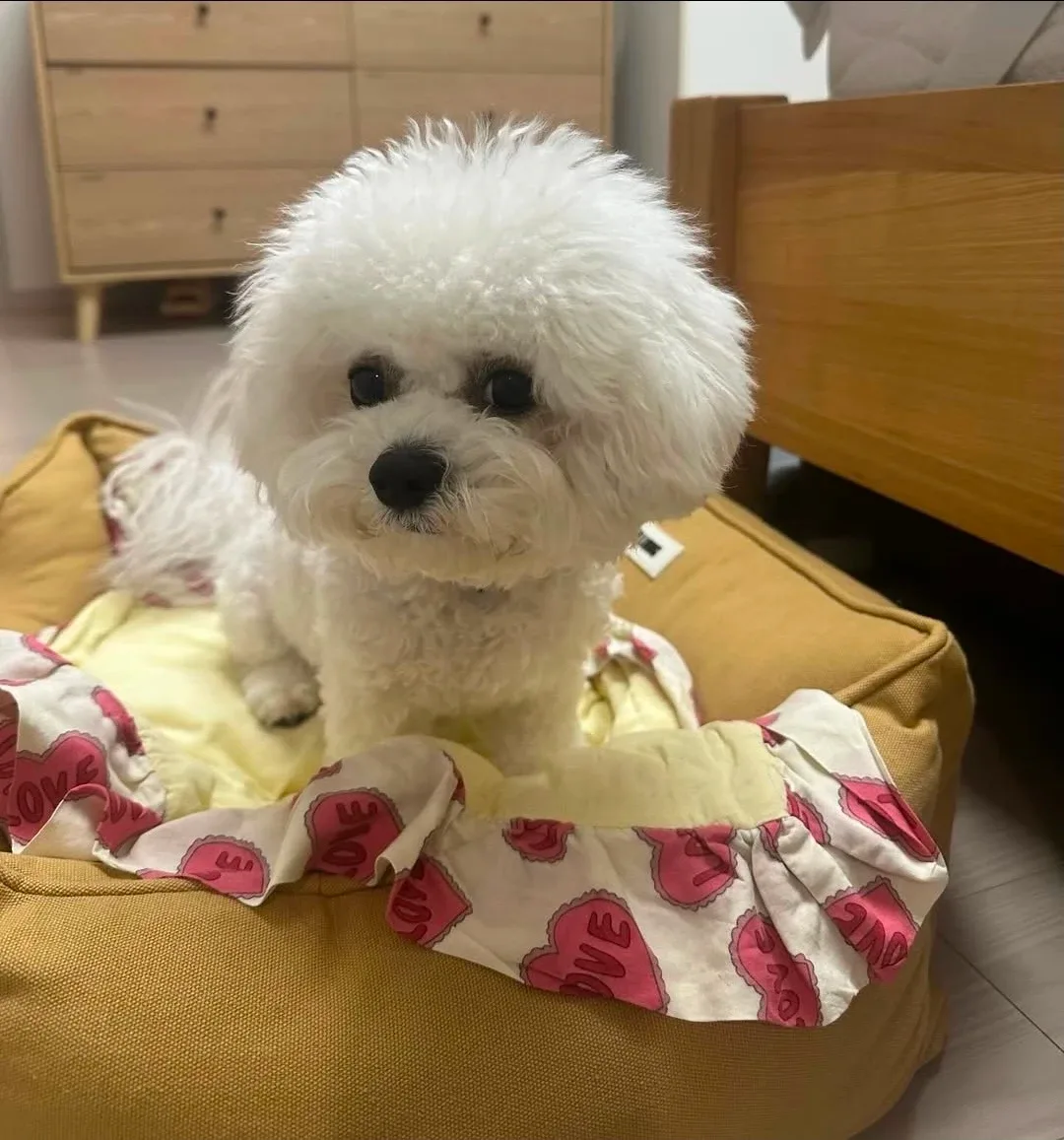 고무의신