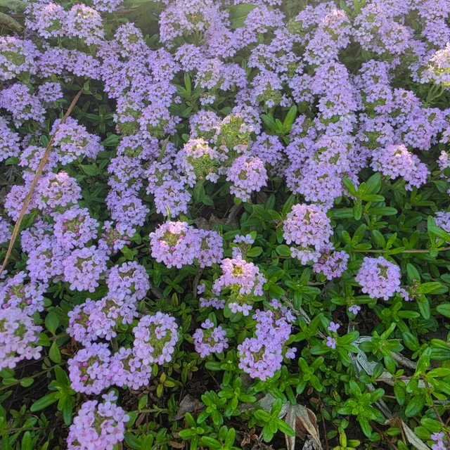 이런걸요