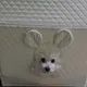 콩이네