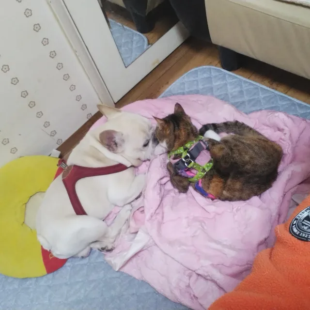 레자