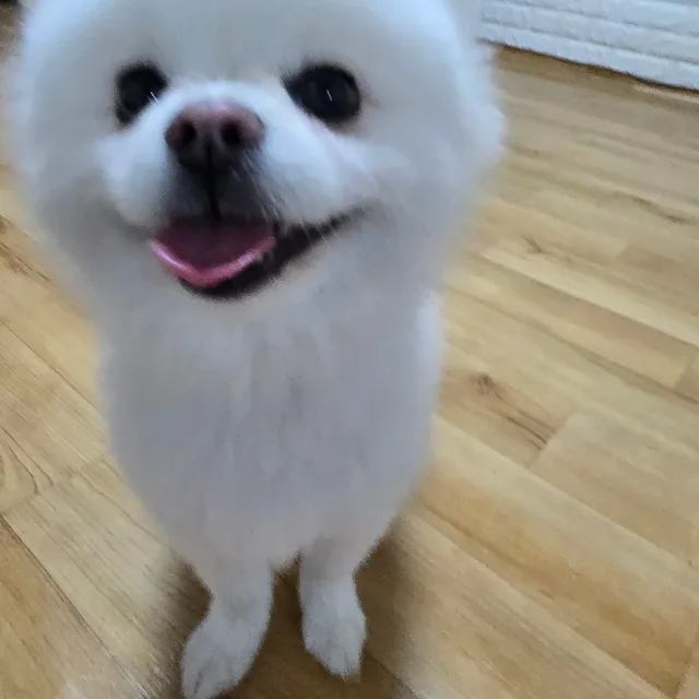 뭐든지열심히하자