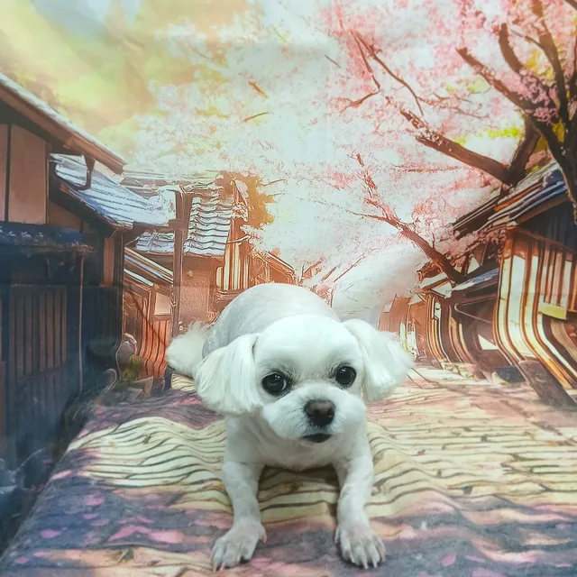 앵두