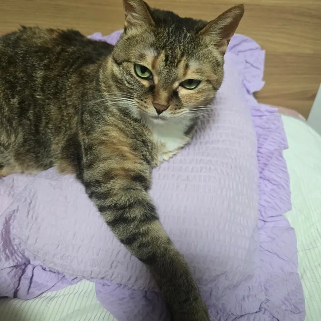 아라시