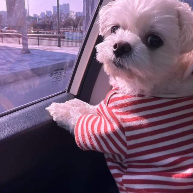 콘이짱