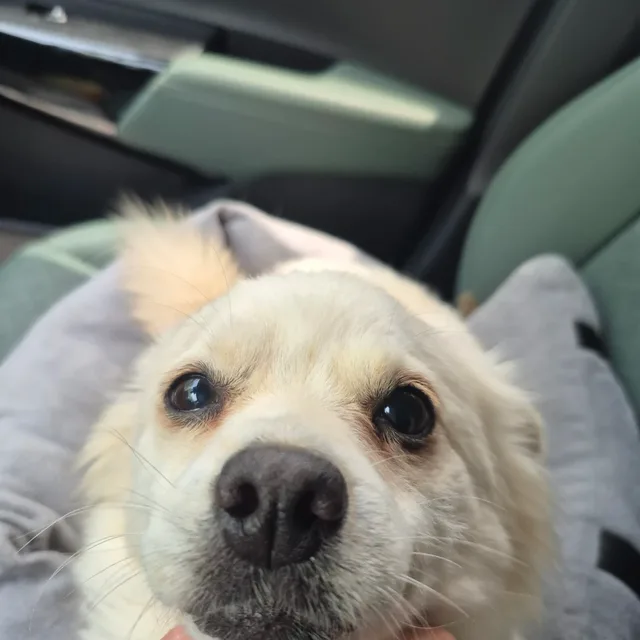 얍얍