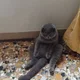 토끼와토