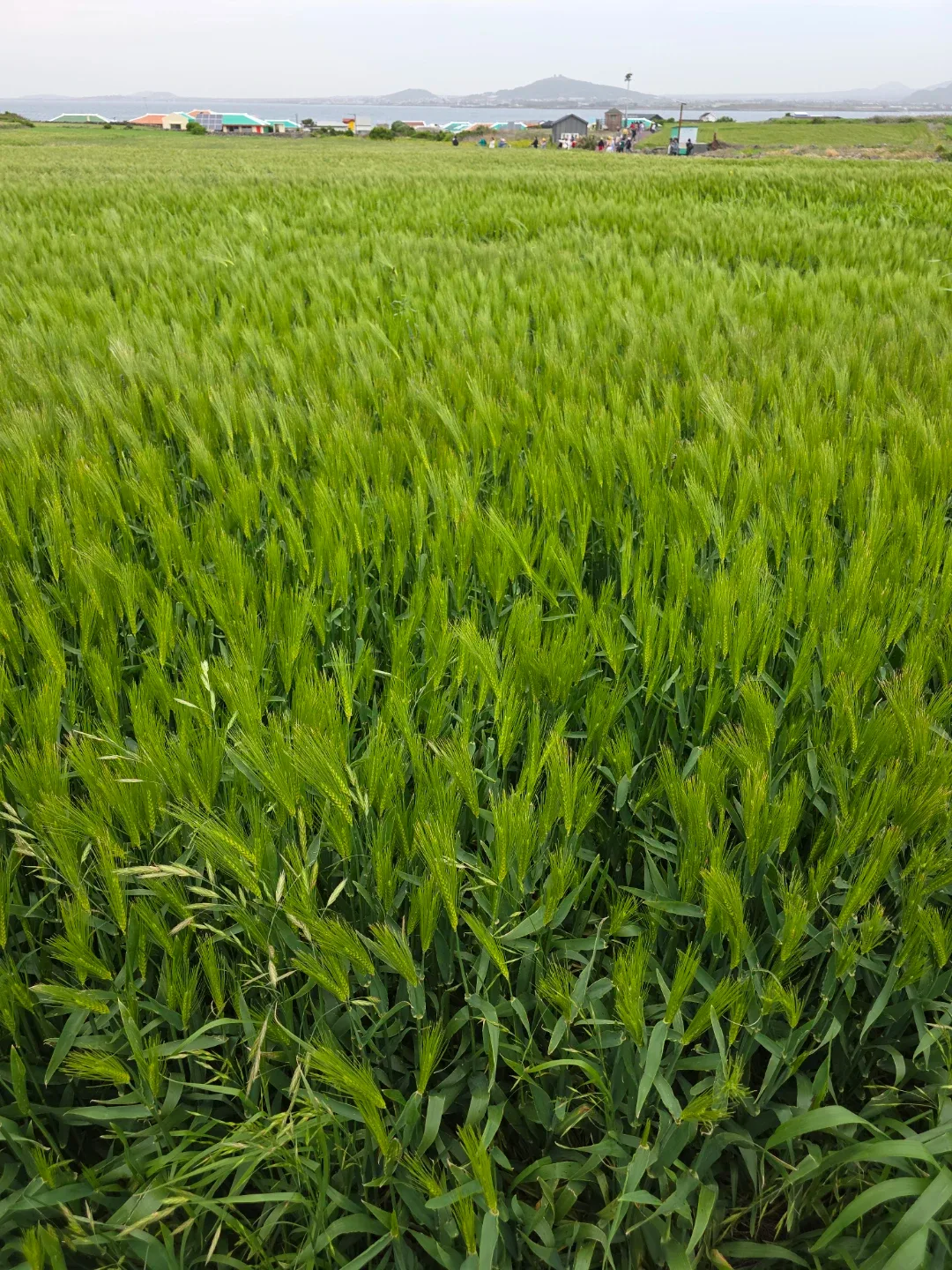 하늘보리