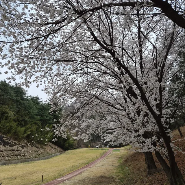 로제티
