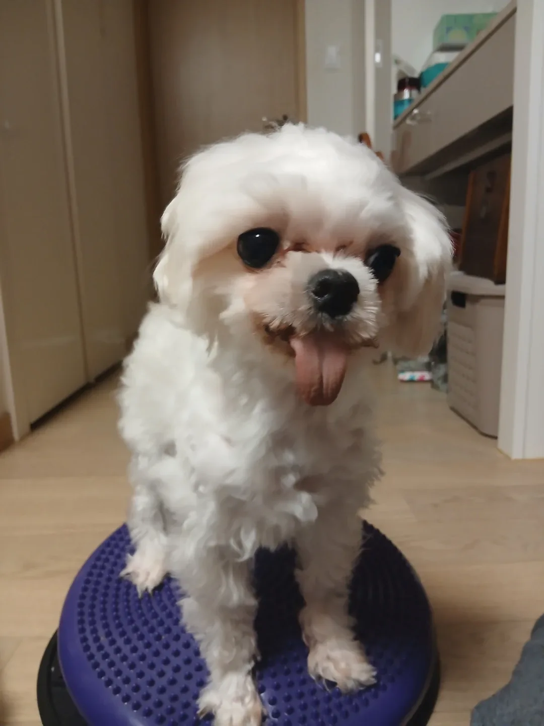 다복맘