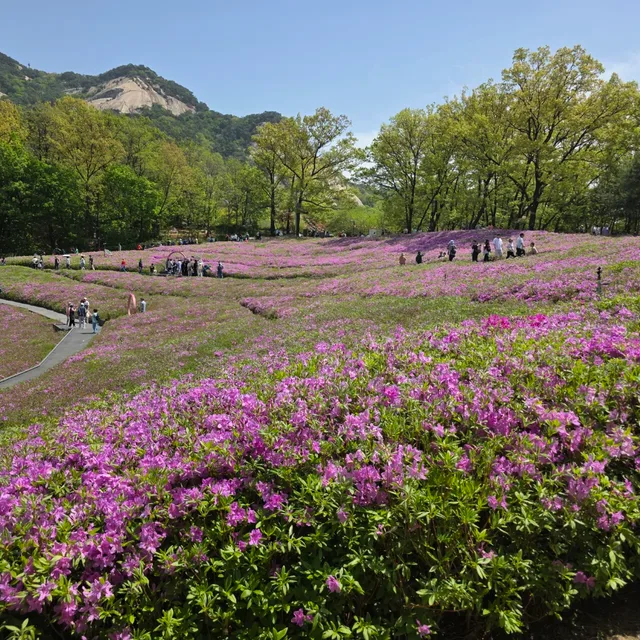 불암산의봄