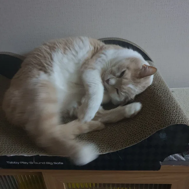몽군