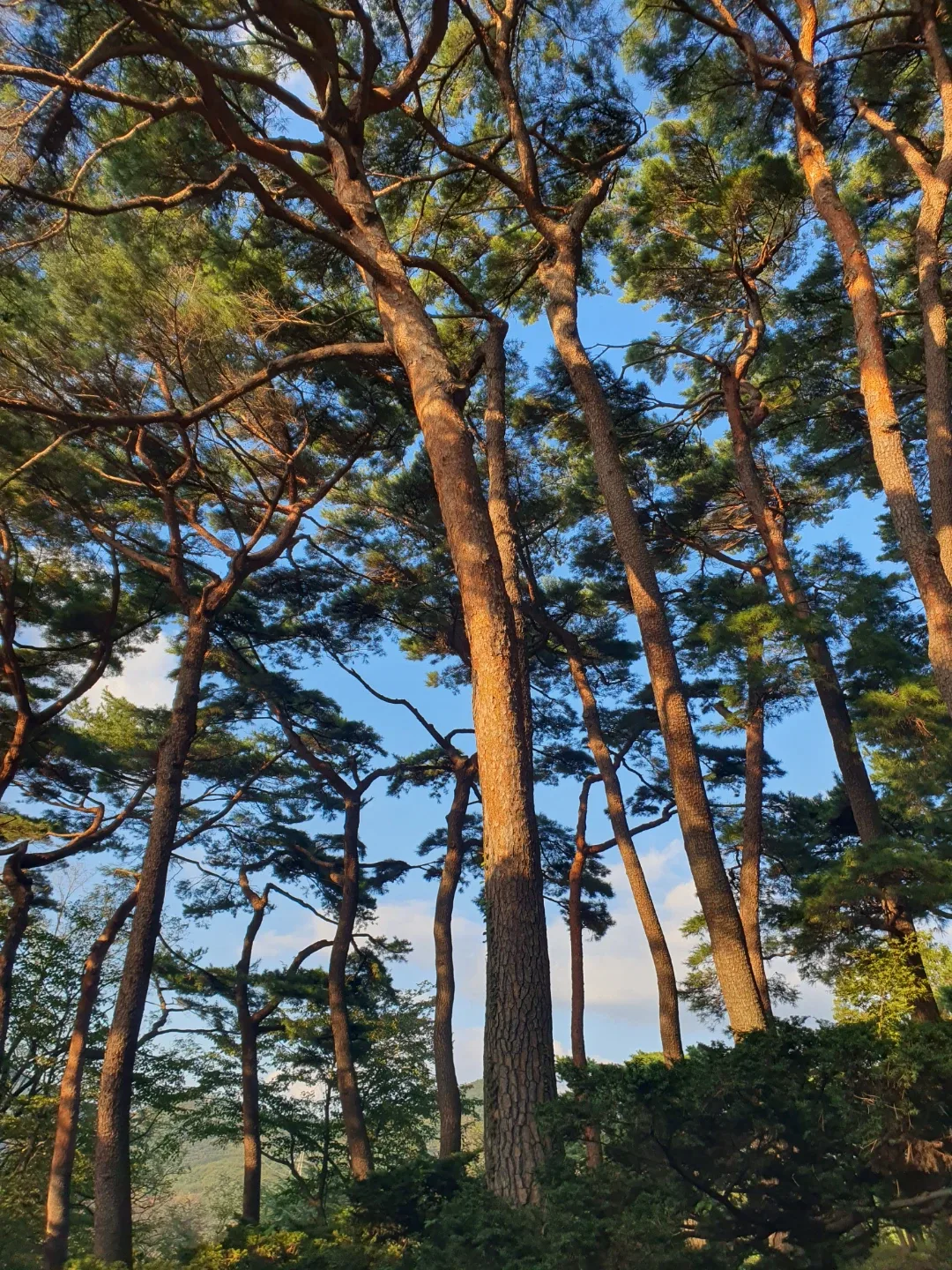 봄봄봄