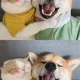 샤배