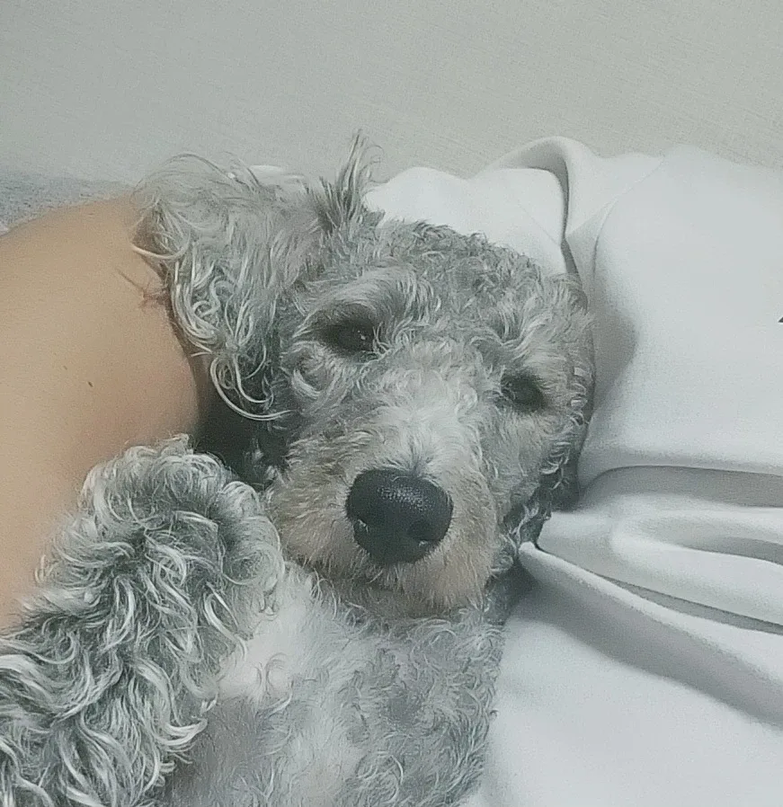 조이