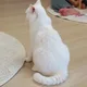 모노