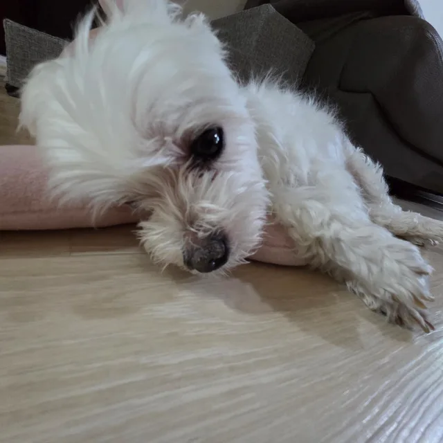 행복하자제발