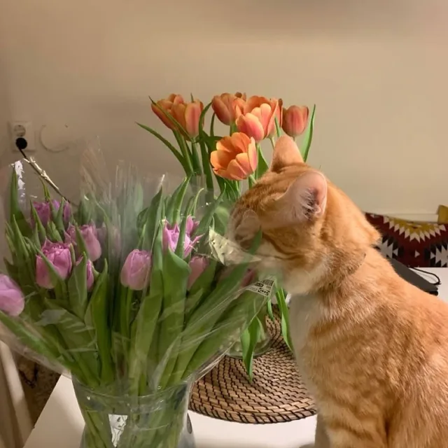 고양이