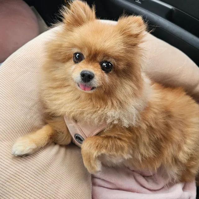 루카히메