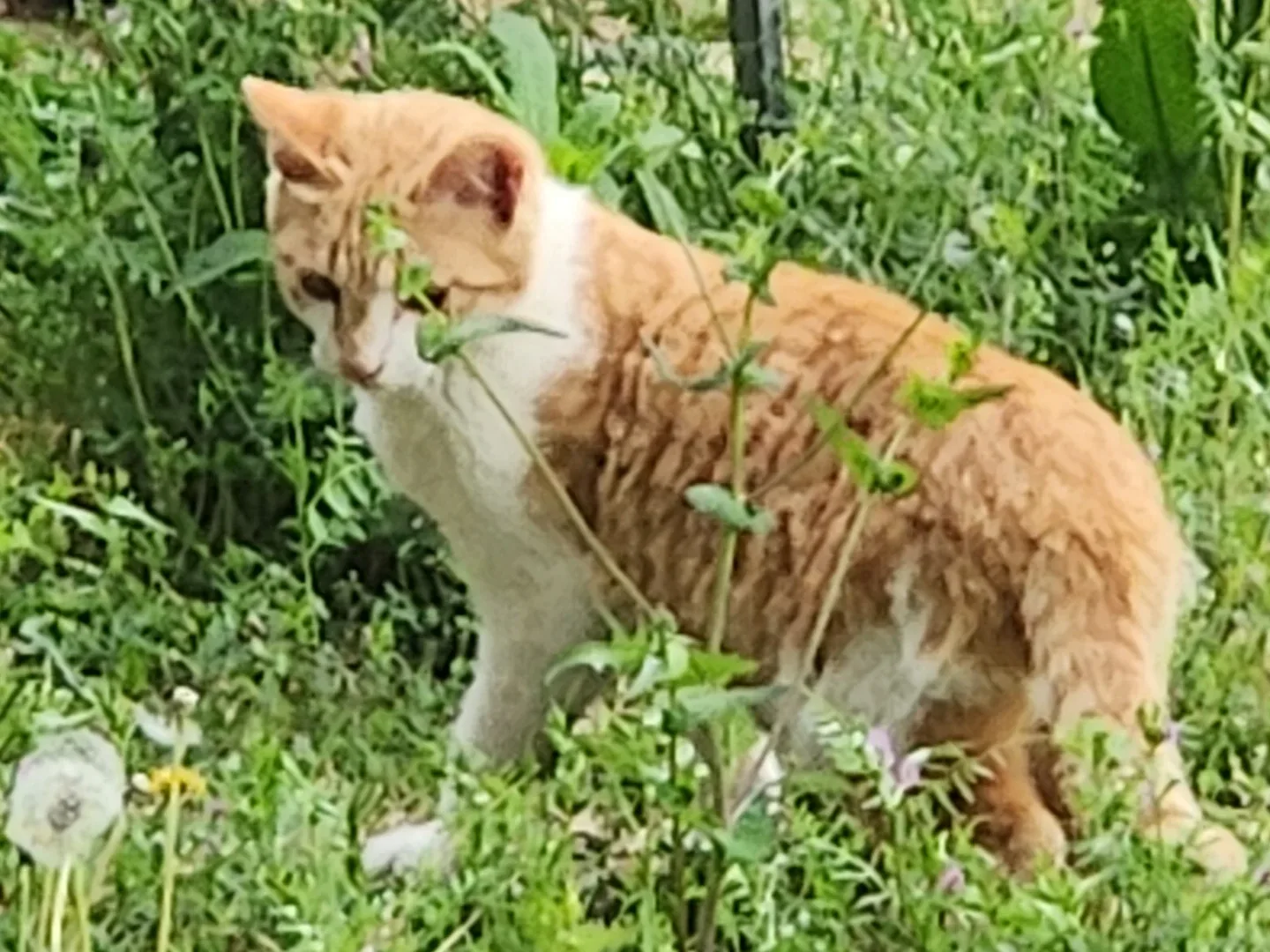 제로