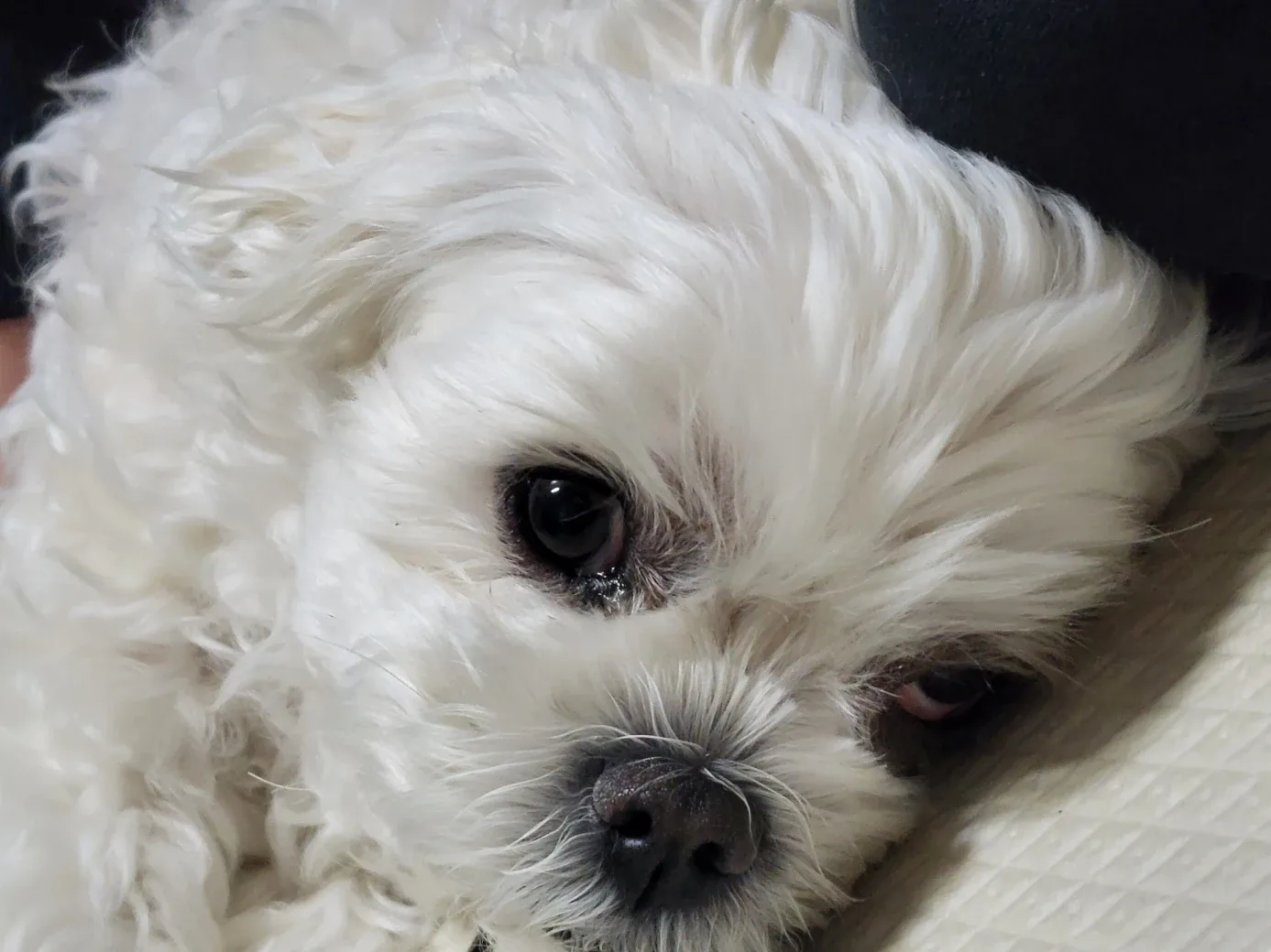 하루아빠
