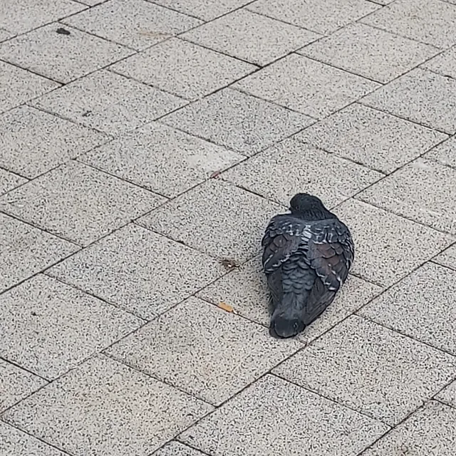 둘기