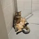 셰어버떠