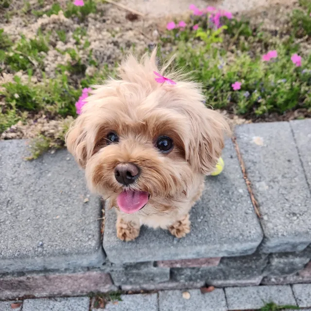 까뮤