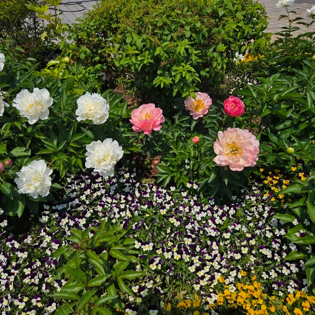 레몬
