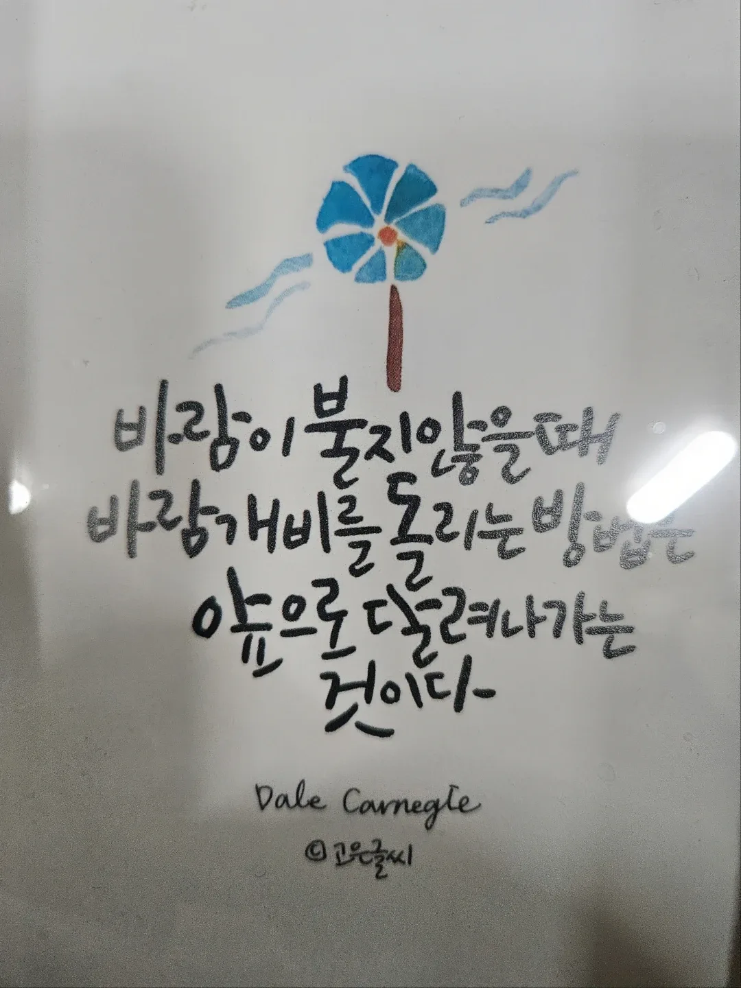 코알라