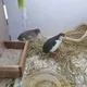 메추리알farm