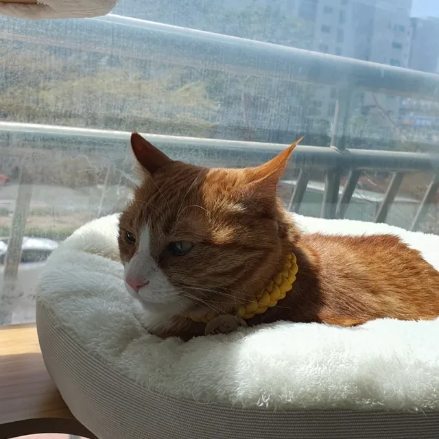 보리맘