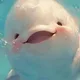 아기돌고래