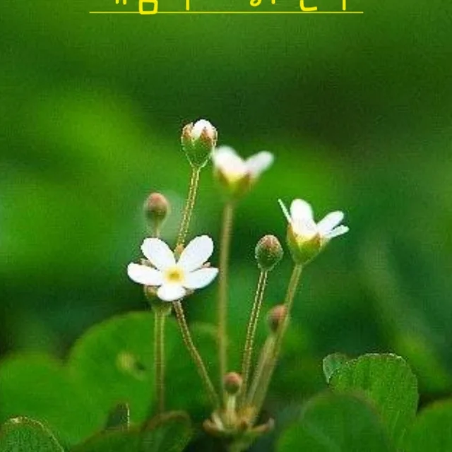 행운아