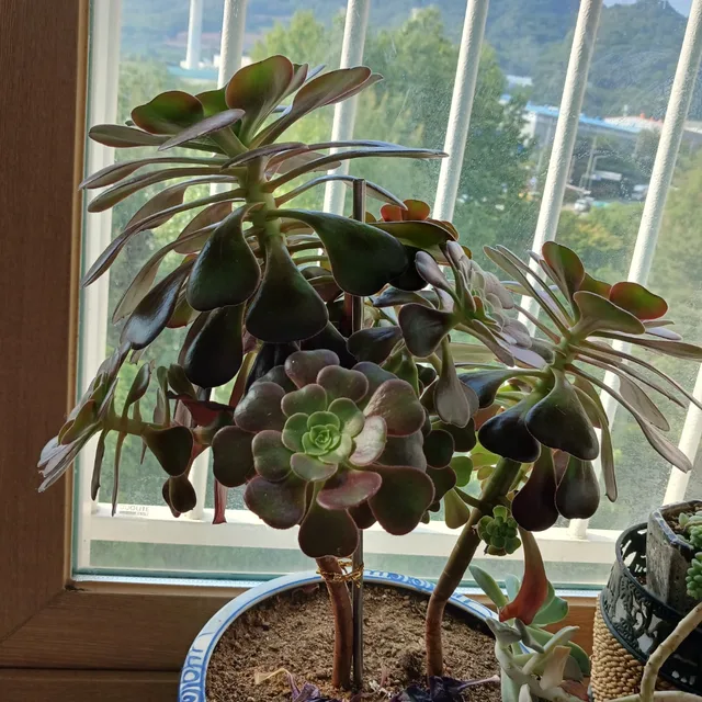 정윤